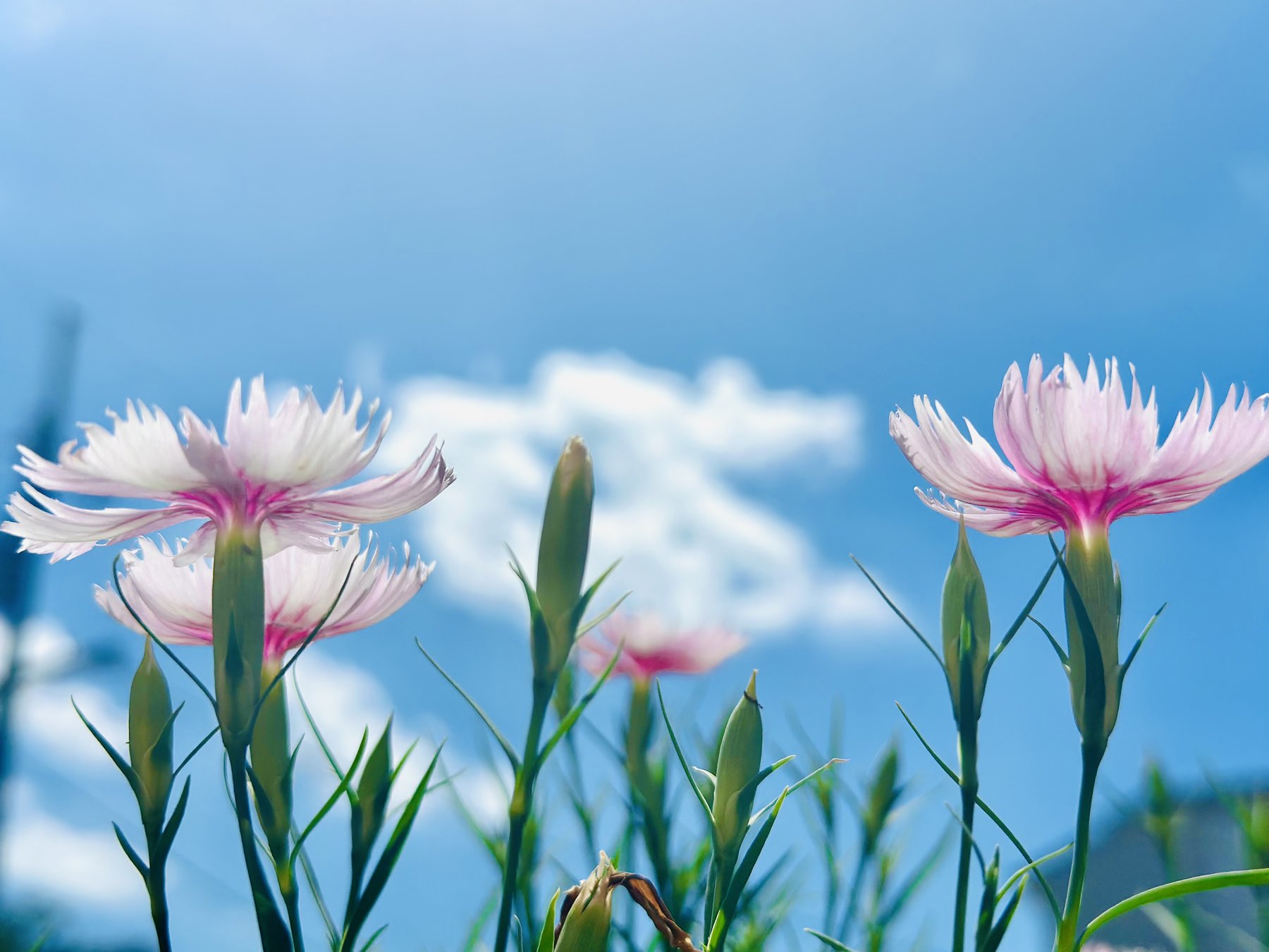 Holy Flowers