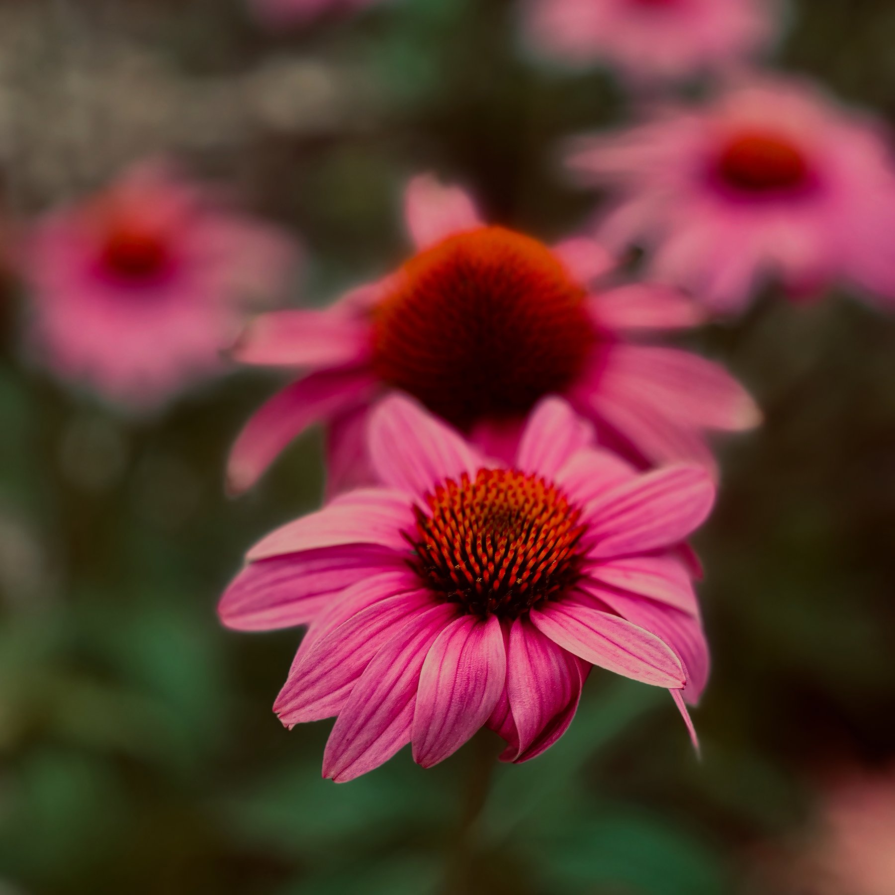 My Favorite Flower