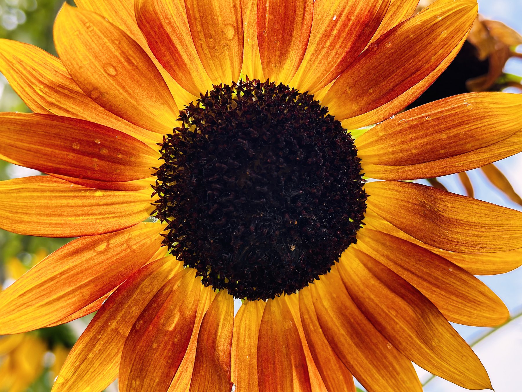 Orange Flower