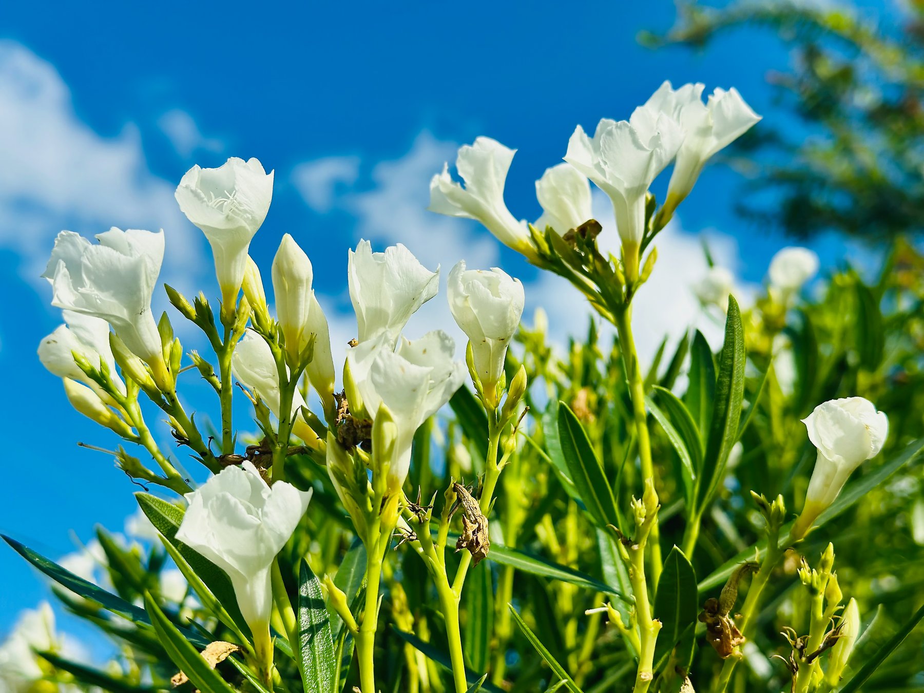 White and Blue