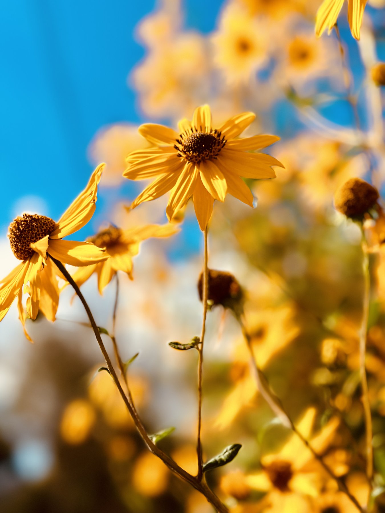 Yellow Flower